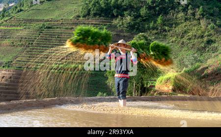 Un jeune homme de souche H'Mong portant des jeunes plants de riz jasmin pour cultiver dans les champs de riz de Mu Cang Chai, province de Yen Bai, Vietnam. Banque D'Images