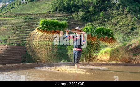 Un jeune homme de souche H'Mong portant des jeunes plants de riz jasmin pour cultiver dans les champs de riz de Mu Cang Chai, province de Yen Bai, Vietnam. Banque D'Images