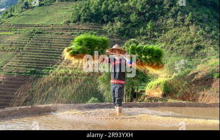 Un jeune homme de souche H'Mong portant des jeunes plants de riz jasmin pour cultiver dans les champs de riz de Mu Cang Chai, province de Yen Bai, Vietnam. Banque D'Images