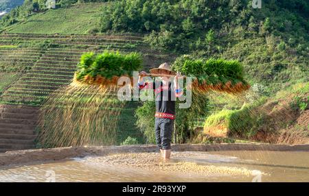 Un jeune homme de souche H'Mong portant des jeunes plants de riz jasmin pour cultiver dans les champs de riz de Mu Cang Chai, province de Yen Bai, Vietnam. Banque D'Images