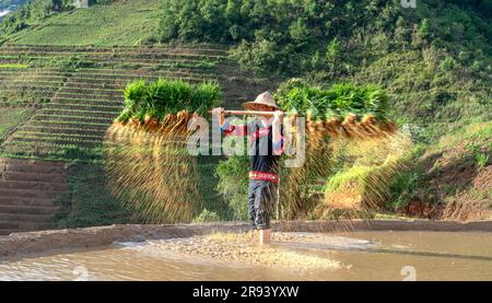 Un jeune homme de souche H'Mong portant des jeunes plants de riz jasmin pour cultiver dans les champs de riz de Mu Cang Chai, province de Yen Bai, Vietnam. Banque D'Images