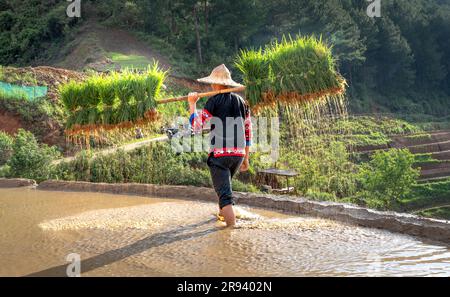 Un jeune homme de souche H'Mong portant des jeunes plants de riz jasmin pour cultiver dans les champs de riz de Mu Cang Chai, province de Yen Bai, Vietnam. Banque D'Images