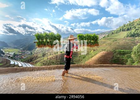 Un jeune homme de souche H'Mong portant des jeunes plants de riz jasmin pour cultiver dans les champs de riz de Mu Cang Chai, province de Yen Bai, Vietnam. Banque D'Images