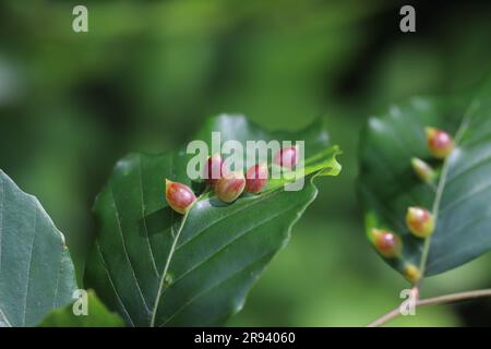 Galettes du milieu de Gall (Mikiola fagi) sur les feuilles du hêtre commun (Fagus sylvatica). Banque D'Images
