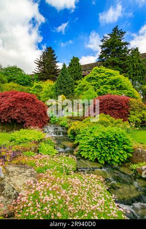 Une exposition colorée de fleurs et de feuilles de printemps dans le jardin de Kilver court, Shepton Mallet, Somerset, Angleterre, Royaume-Uni Banque D'Images