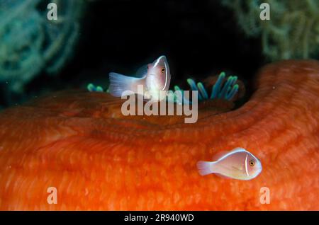 Anemonefish rose, Aphiprion perideraion, paire en Anemone de mer magnifique, Heteractis magifica, site de plongée Gili Tepekong, Candidasa, Bali, Indonésie Banque D'Images