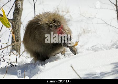 Singes mangeant du poisson à Kamikochi Banque D'Images