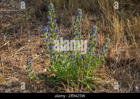 Echium vulgare dans un habitat naturel près de Giessen en Allemagne Banque D'Images