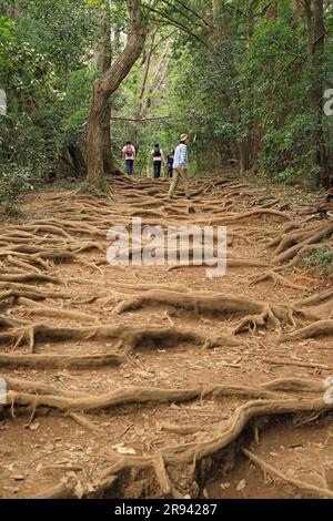 Le sentier sur Mt. Banque D'Images