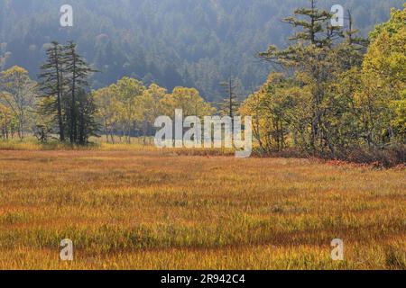 Oze en automne Banque D'Images