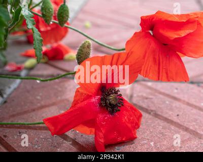 Gros plan d'une fleur de pavot rouge humide recouverte de gouttes de pluie et tombée sur un pavé carrelé dans une ville. Banque D'Images