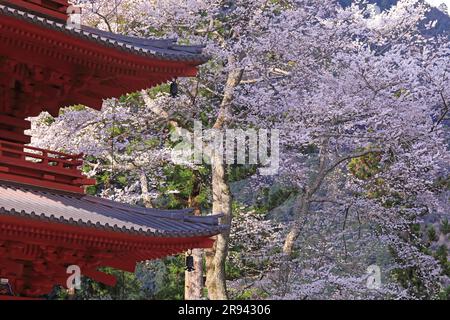 Pagode à cinq étages et cerisiers en fleurs au temple de Kuonji, Mt. Banque D'Images