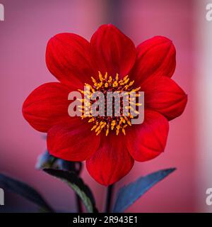 Gros plan d'une fleur de Dahlia rose, variété Bishop of Auckland, sur un fond flou Banque D'Images
