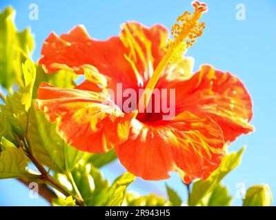 Belle fleur d'hibiscus en rouge et jaune isolée avec ciel bleu Banque D'Images