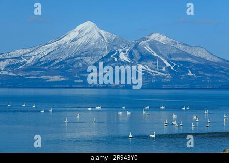 Swans et Bandai Mountain dans le lac d'Inawashiro Banque D'Images