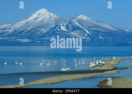 Swans et Bandai Mountain dans le lac d'Inawashiro Banque D'Images