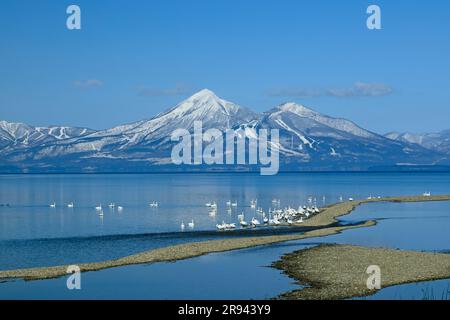 Swans et Bandai Mountain dans le lac d'Inawashiro Banque D'Images