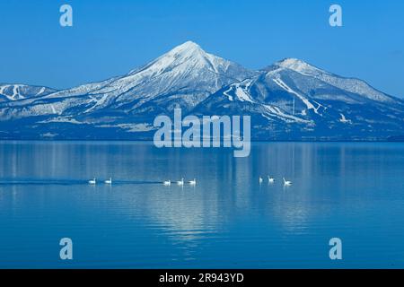 Swans et Bandai Mountain dans le lac d'Inawashiro Banque D'Images