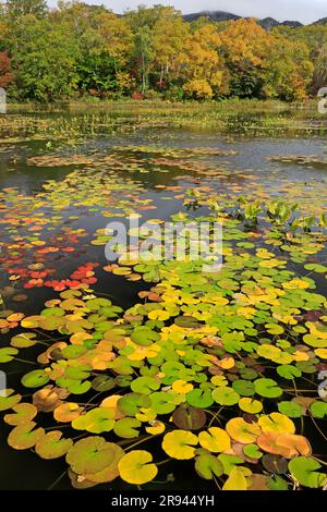 L'étang de Lotus en automne laisse à Shiga Kogen Banque D'Images