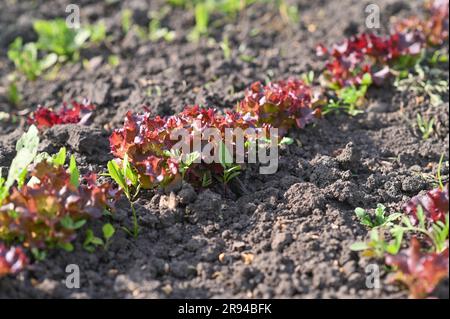 Feuilles de laitue Rosso dans le jardin Banque D'Images