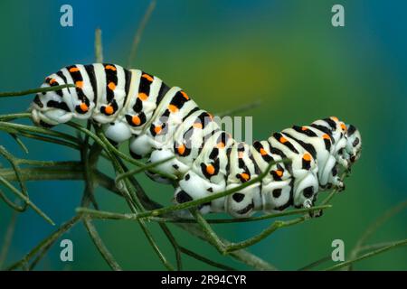 Chenille du papillon maltais à queue de cygne (Papilio machaon subsp. melitensis) manger des feuilles de fenouil. Banque D'Images