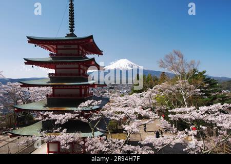 Cerisiers en fleurs dans le parc de Niikurayama Sengen et le mont Banque D'Images