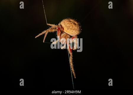 Gros plan d'une araignée Araneus gemma perchée dans son toile, ses longues pattes se sont allongées Banque D'Images