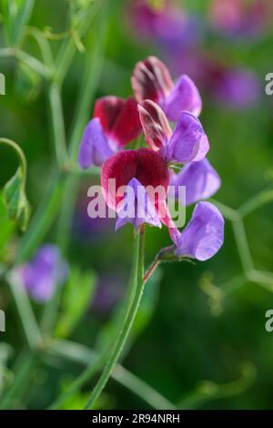 Lathyrus odoratus Cedric Morris, pois doux Cedric Morris, chutes pourpres, normes de vin rouge Banque D'Images