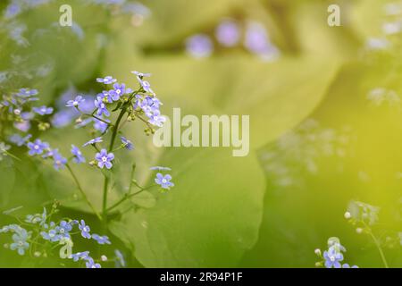 Myosotis fleurs et feuilles vertes avec espace de copie Banque D'Images