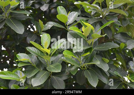 Feuilles de jackfruit dans le jardin. Heure d'été. 열대 과일, トロピカルフルーツ, 热带水果, tropische Früchte, गर्म फल Banque D'Images