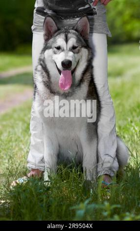 Portrait, chien et husky au parc avec le propriétaire, assis sur l'herbe et se liant ensemble. Chien sibérien, animal et personne avec animal de compagnie dans la nature pour se détendre Banque D'Images