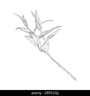 Illustration vectorielle de branche de fleur de lys avec boutons. Il est prêt à s'ouvrir. Contour noir des pétales, dessin graphique. Pour cartes postales, design, décoration Illustration de Vecteur