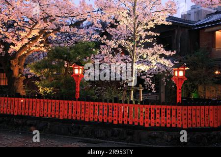 Illuminé les cerisiers en fleurs à Gion Shirakawa Banque D'Images