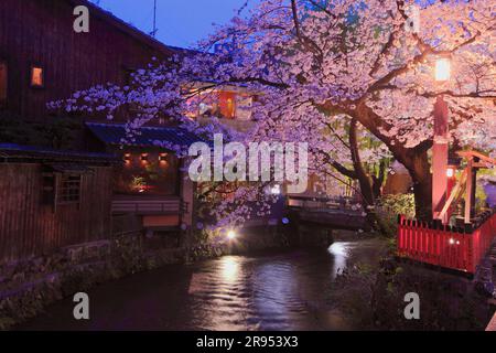 Illuminé les cerisiers en fleurs à Gion Shirakawa Banque D'Images