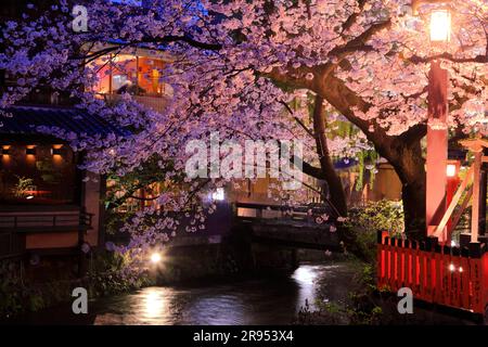 Illuminé les cerisiers en fleurs à Gion Shirakawa Banque D'Images