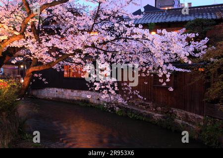 Illuminé les cerisiers en fleurs à Gion Shirakawa Banque D'Images