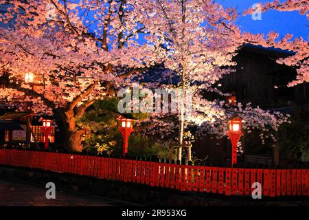 Illuminé les cerisiers en fleurs à Gion Shirakawa Banque D'Images