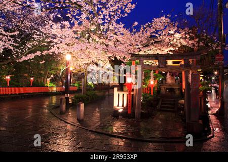 Illuminé les cerisiers en fleurs à Gion Shirakawa Banque D'Images