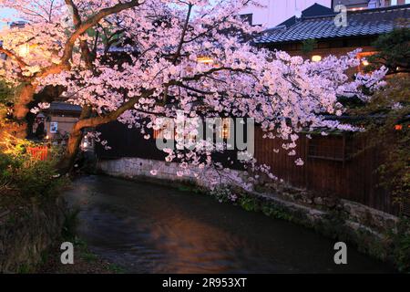 Illuminé les cerisiers en fleurs à Gion Shirakawa Banque D'Images