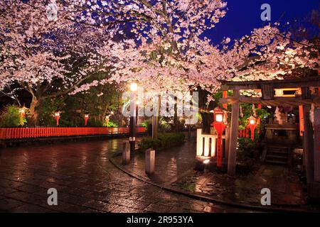 Illuminé les cerisiers en fleurs à Gion Shirakawa Banque D'Images