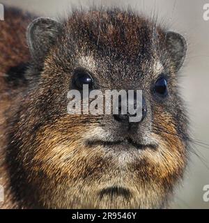 Rock Hyrax debout sur un rocher de granit au sommet de Table Mountain. Banque D'Images