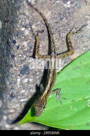 Anolis polylepis (Anolis polylepis) du parc national d'iedras Blancas, Costa Rica. Banque D'Images