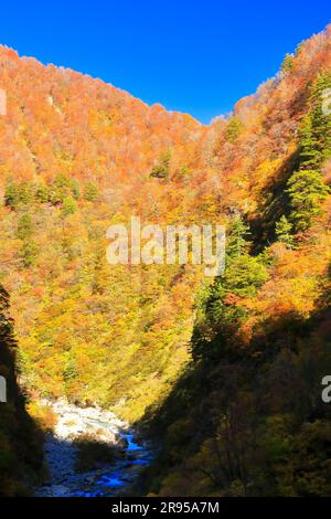 Gorge de Kurobe dans les feuilles d'automne Banque D'Images