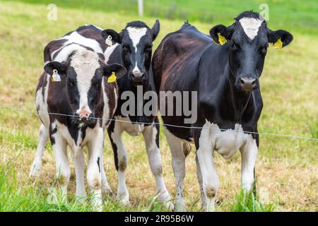 Les veaux laitiers d'une ferme sont dans la caméra. Banque D'Images