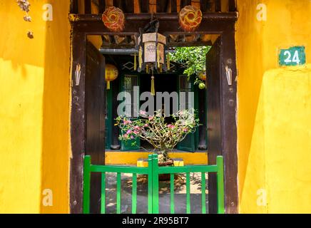 Entrée colorée et fermée avec une rose du désert (Adenium obesum) dans un pot dans une maison privée dans la vieille ville de Hoi an, Vietnam. Banque D'Images