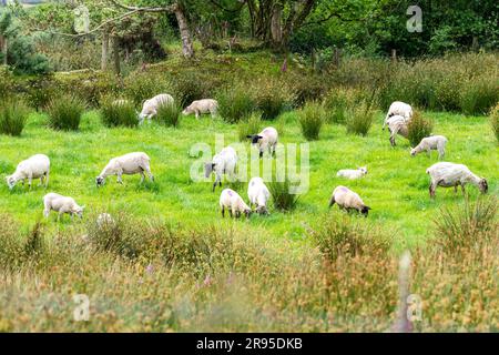 Des moutons nouvellement cisaillés broutent dans un champ de Ballydehob, à West Cork, en Irlande. Banque D'Images