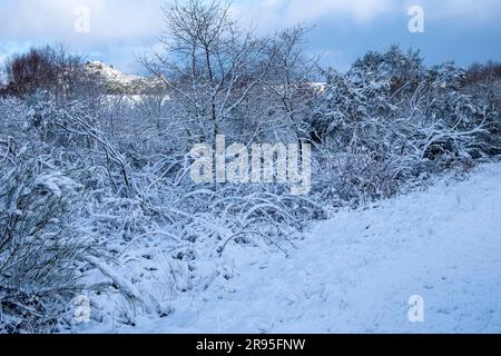 Une scène d'hiver pittoresque avec un sentier sinueux couvert de neige qui serpente à travers un paysage d'arbres dépoussiérés de neige Banque D'Images