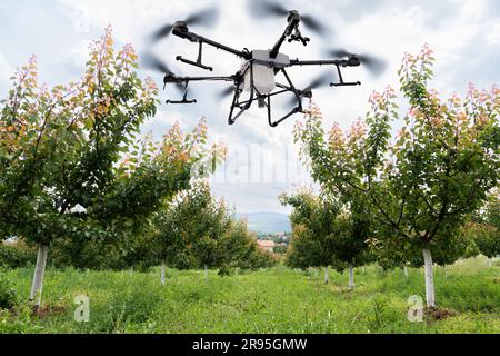 Un pulvérisateur de drone survole les pommiers. Agriculture intelligente et agriculture de précision. Banque D'Images