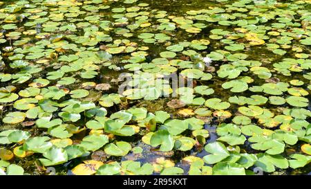 motif de coussins de nénuphars verts flottant sur l'eau de l'étang Banque D'Images