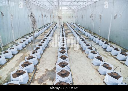 Système d'irrigation goutte à goutte en serre de melon Banque D'Images